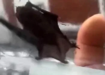 Evlere giren yarasalar paniğe neden oldu