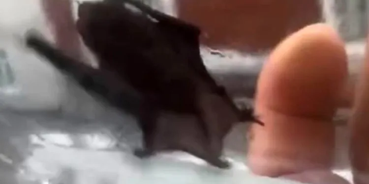 Evlere giren yarasalar paniğe neden oldu