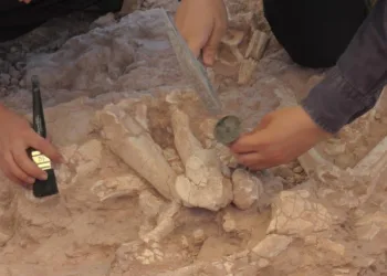7,5 milyon yıllık kazılarda insan arayışı