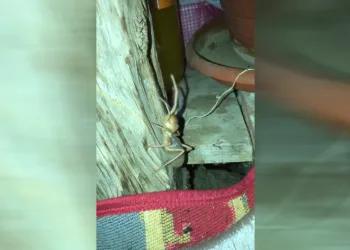 Akrep’i bağlayıp gezdirdi, örümcekle sohbet etti