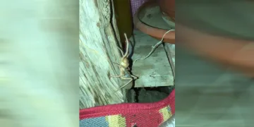 Akrep’i bağlayıp gezdirdi, örümcekle sohbet etti