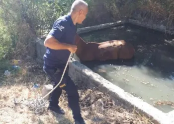 Gölete düşen at