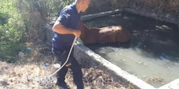 Gölete düşen at