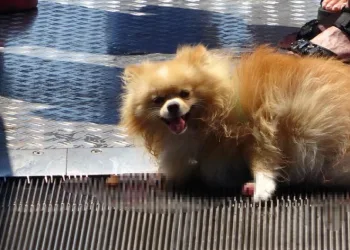Köpek, yürüyen merdivene sıkıştı