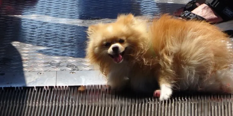 Köpek, yürüyen merdivene sıkıştı