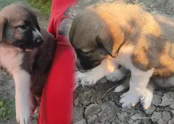 Canına kıyılan annenin yavruları bulundu