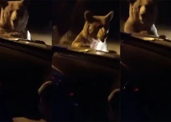 Uludağ yolunda ayı otomobilin önüne atladı