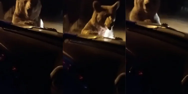 Uludağ yolunda ayı otomobilin önüne atladı