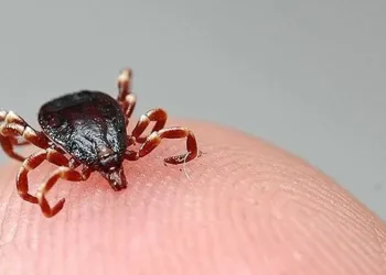 Koca’dan “Kırım Kongo” uyarısı