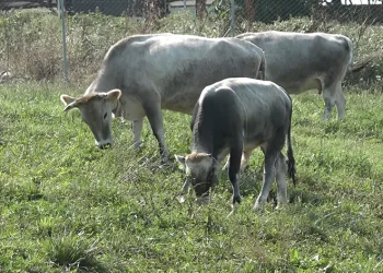 ‘Boz sığır’ ırkı koruma altına alındı