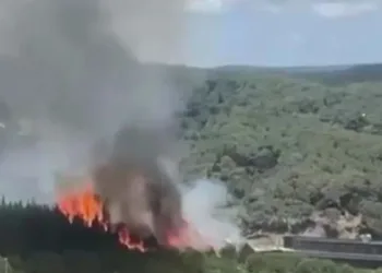 TEM Otoyolu yanında orman yangını