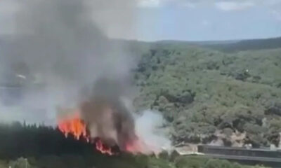 TEM Otoyolu yanında orman yangını