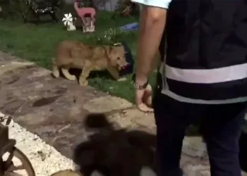 Baskın yapılan villadan aslan ve piton çıktı