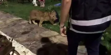 Baskın yapılan villadan aslan ve piton çıktı