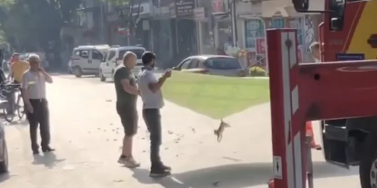İnegöl’de esnaf ve itfaiyeden kedi operasyonu