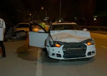 Otomobilin çarptığı hayvan telef oldu
