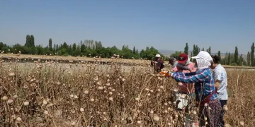 Haşhaş hasadı devam ediyor