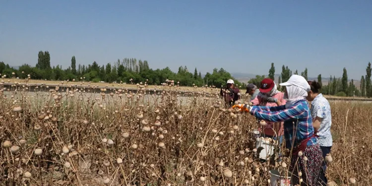Haşhaş hasadı devam ediyor