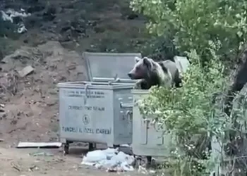 Piknik yapan vatandaşlara ‘ayı’ sürprizi