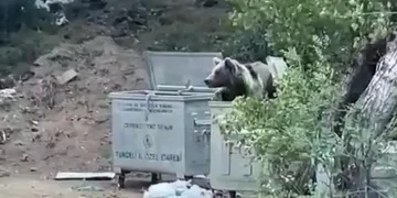 Piknik yapan vatandaşlara ‘ayı’ sürprizi