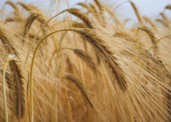 Buğday ve arpa alım fiyatları