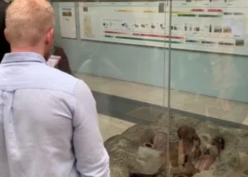 5500 yıllık en eski mumya
