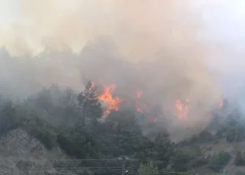 Hatay’da orman yangını