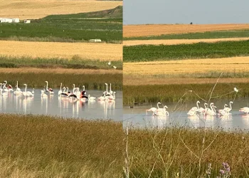 Çorum’da ilk kez flamingo görüldü