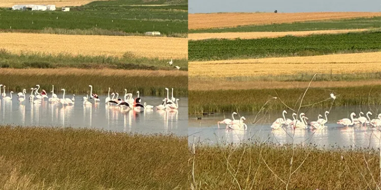 Çorum’da ilk kez flamingo görüldü