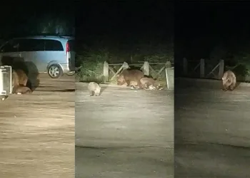 Karnı acıkan ayı ailesi piknik alanına indi