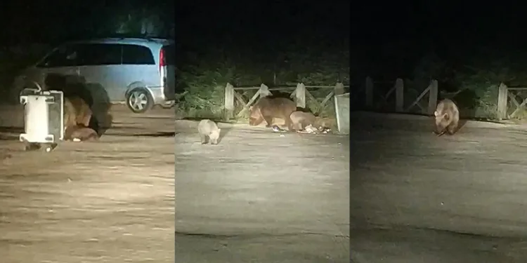 Karnı acıkan ayı ailesi piknik alanına indi