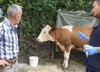 120 köye “şap” karantinası