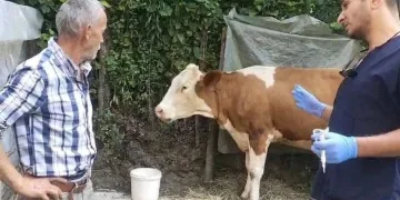 120 köye “şap” karantinası