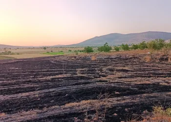 Arpa ekili arazi alevlere teslim oldu