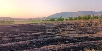 Arpa ekili arazi alevlere teslim oldu
