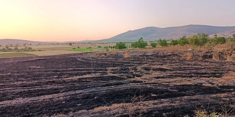 Arpa ekili arazi alevlere teslim oldu