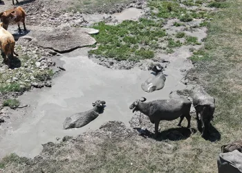 Sıcaktan çareyi çamur banyosunda buldular