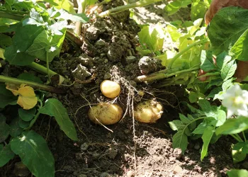 Patates üretimi devlet eliyle yaygınlaşıyor