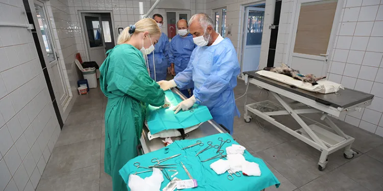 Sahipsiz sokak hayvanları tek tek kısırlaştırılıyor