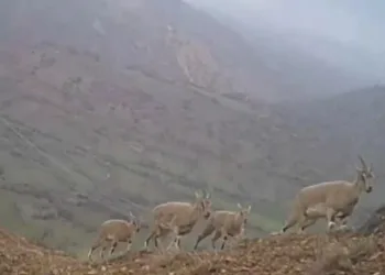 Serengeti değil Sivas