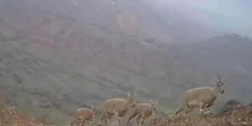 Serengeti değil Sivas