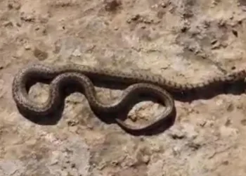 Güneydoğu Anadolu Bölgesi’nde kene vakaları arttı