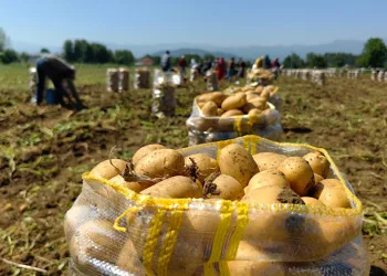Bursa’da sarı altın hasadı başladı