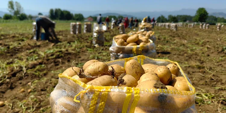 Bursa’da sarı altın hasadı başladı