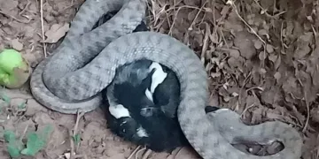 Türkiye’nin en zehirli yılanı