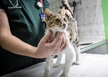 300 bin kedi öldü