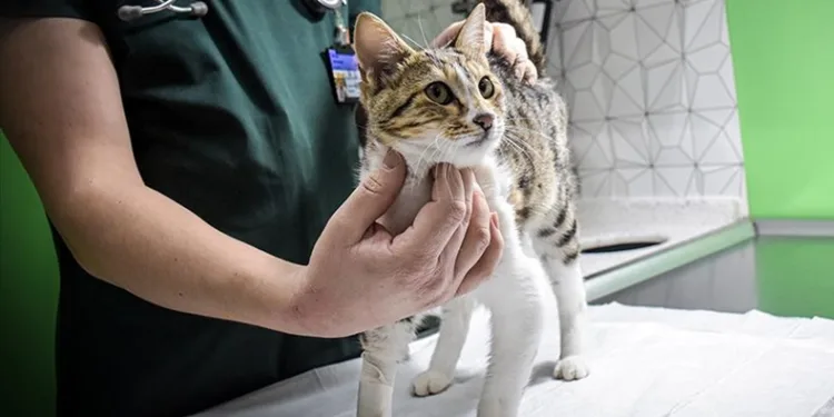 300 bin kedi öldü