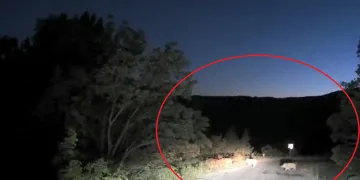 Köye dadanan domuzlar