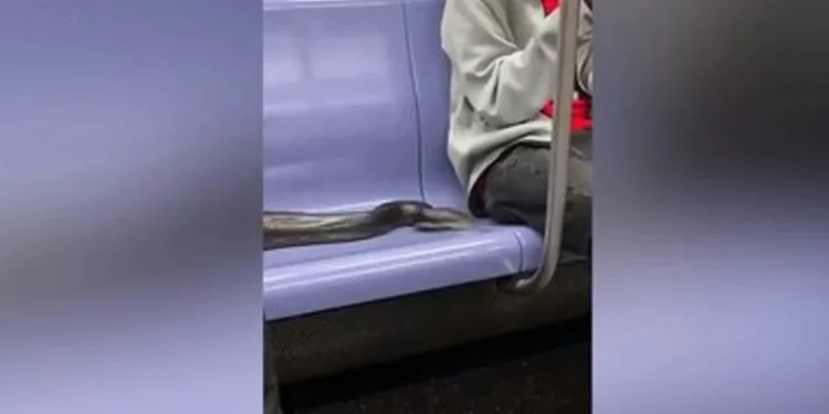 Metroda yolcunun yanından yılan geçti