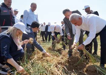 Taşköprü sarımsağının hasadı devam ediyor